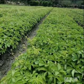 40厘米三叶地锦