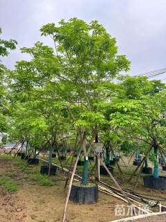 19公分紫花风铃木