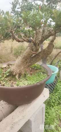 高度80厘米黄杨