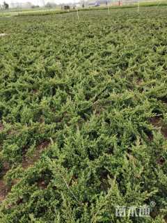 高度60厘米铺地柏