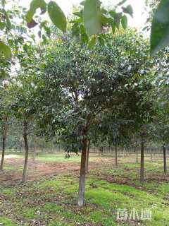 12公分大叶女贞