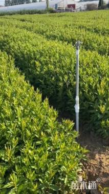 高度86厘米红王子锦带