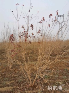 高度300厘米丛生茶条槭