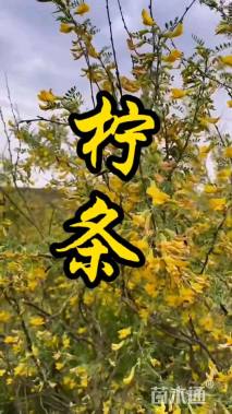 高度80厘米柠条