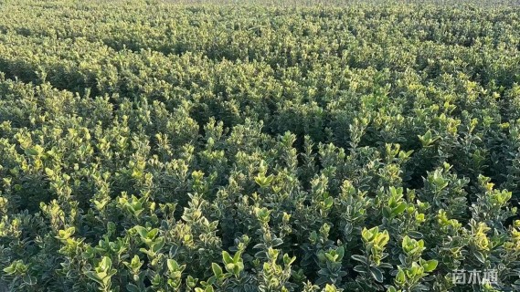 高度40厘米金边黄杨