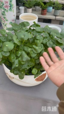 高度20厘米铜钱草