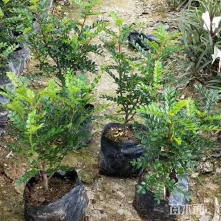 高度35厘米清香木小苗