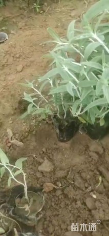 高度18厘米墨西哥鼠尾草