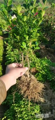 高度30厘米瓜子黄杨