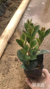 高度20厘米龙船花