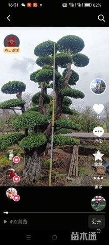 高度500厘米小叶女贞