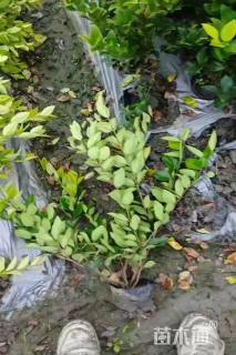 高度35厘米金森女贞