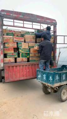 高度30厘米耧斗菜