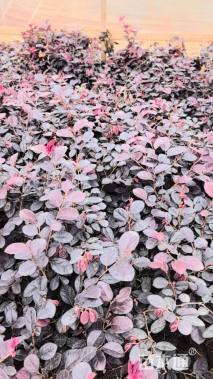 高度25厘米红花继木小苗