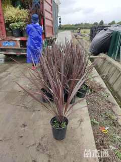 高度50厘米朱蕉