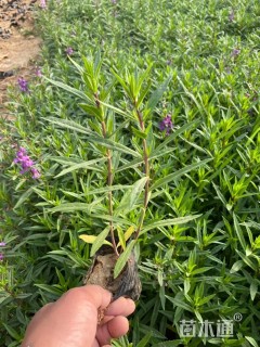 高度25厘米香彩雀