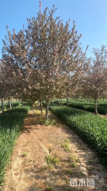 15公分绚丽海棠