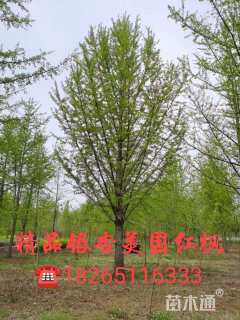 33公分银杏