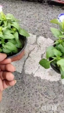 高度15厘米夏堇