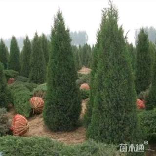 高度200厘米塔柏