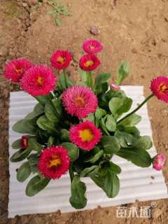 高度20厘米雏菊