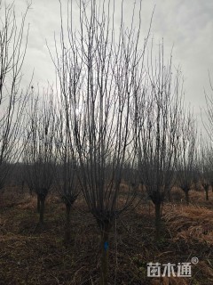 高度300厘米密枝红叶李