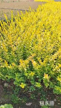 高度45厘米金叶女贞