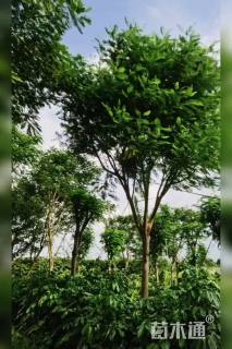 20公分凤凰木