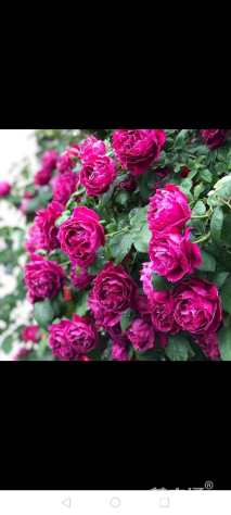 高度80厘米月季