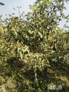 高度300厘米石榴