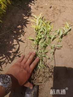 高度50厘米金叶莸