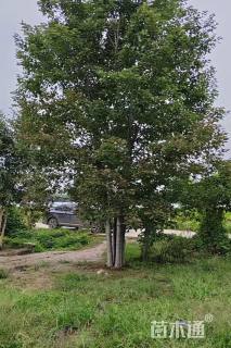 高度1000厘米丛生美国红枫