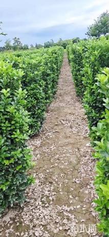 高度150厘米大叶黄杨柱