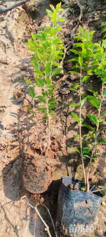 高度35厘米金叶女贞