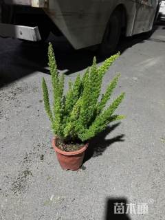 高度30厘米狐尾天门冬