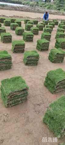 大叶油草、台湾草、马尼拉草