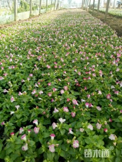 高度15厘米夏堇