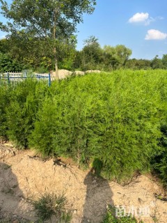 高度120厘米侧柏