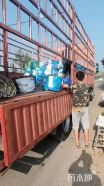 高度20厘米细叶美女樱