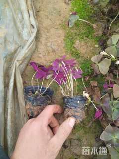 高度15厘米紫叶酢浆草