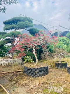 高度2.2厘米黑松