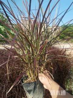 高度50厘米紫叶狼尾草