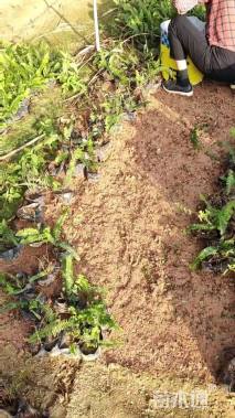 高度25厘米肾蕨