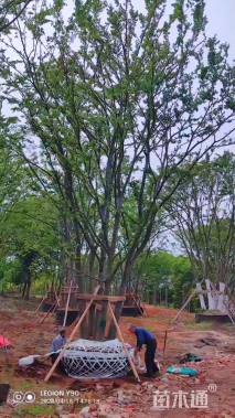 50公分(4杆)丛生朴树