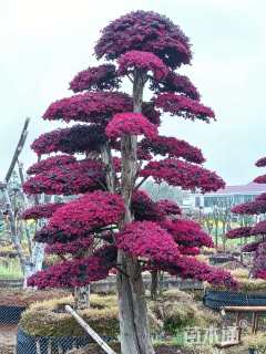 容器苗红花继木