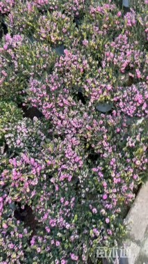 高度25厘米欧石楠