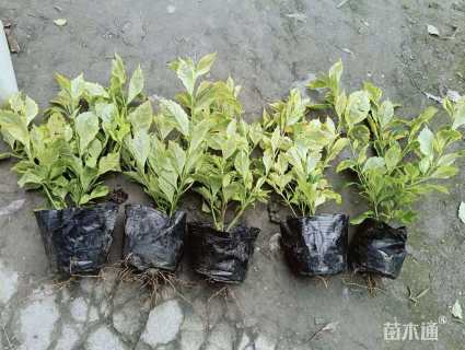 高度30厘米连翘