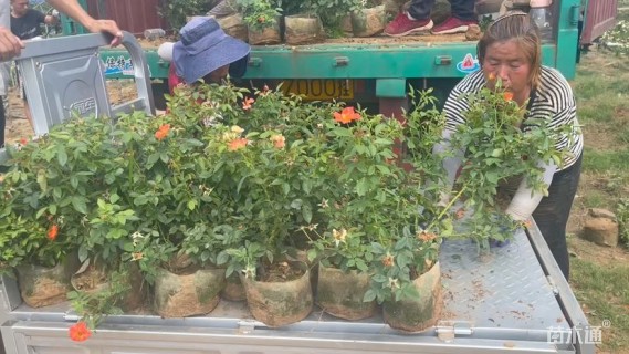 高度40厘米欧洲月季