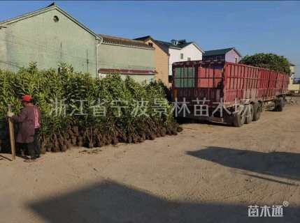 高度140厘米法国冬青