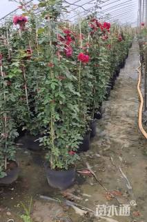 150厘米藤本月季